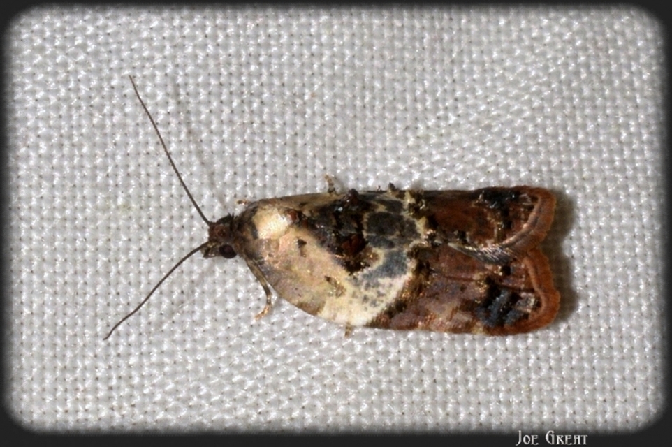 Acleris variegana - tarka levélmoly