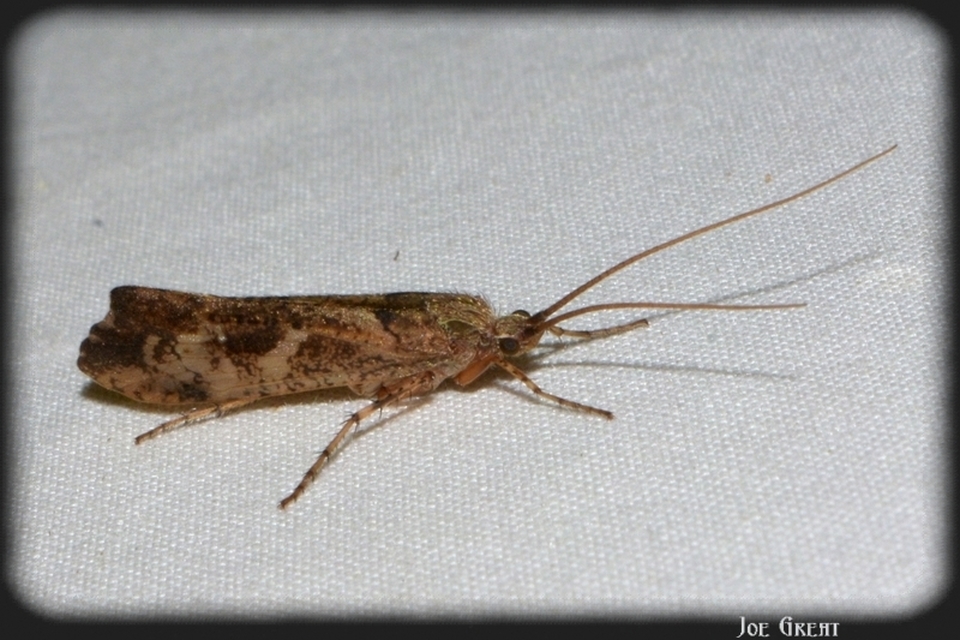 Trichoptera - Tegzesek