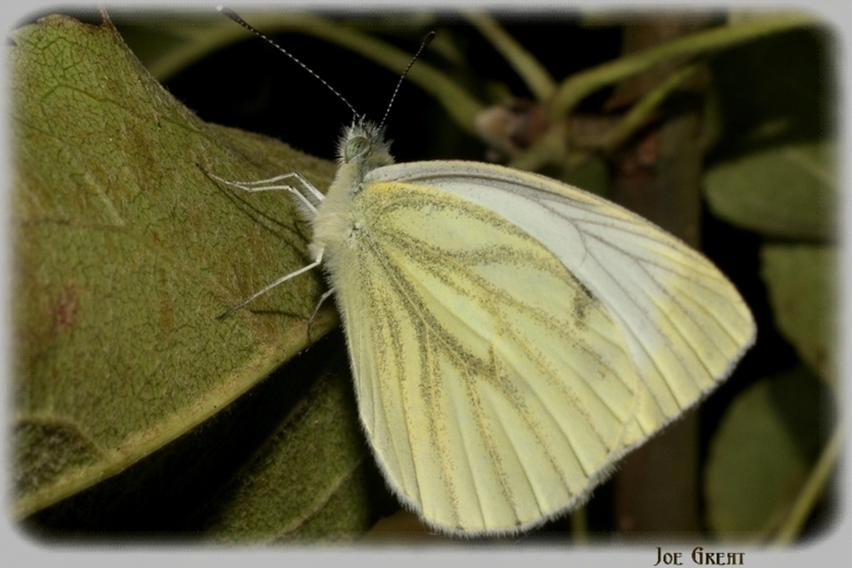 Pieris napi - repcelepke