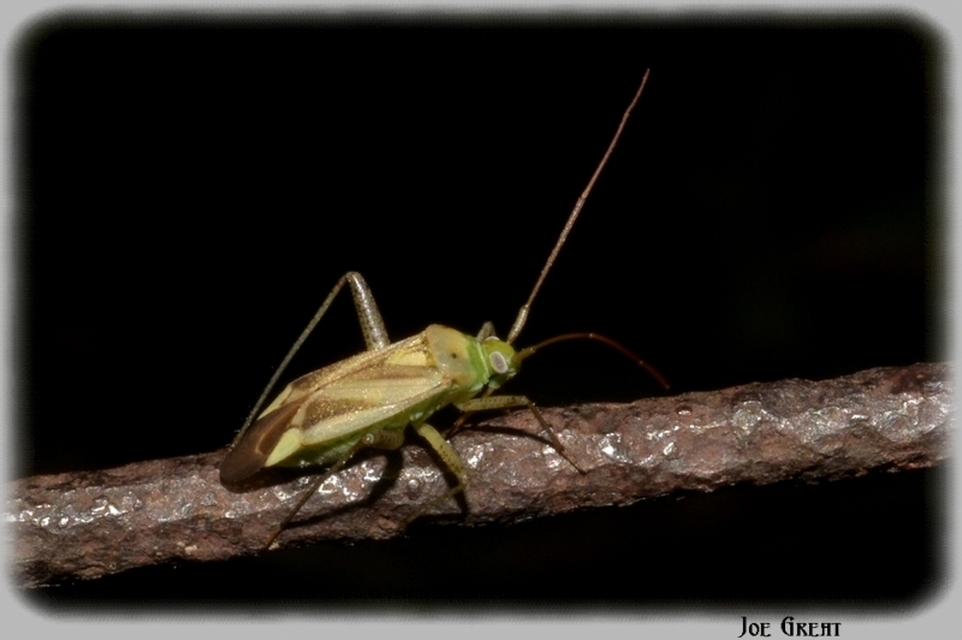 Adelphocoris lineolatus - lucernapoloska