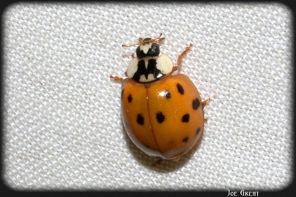 Harmonia axyridis - harlekinkatica
