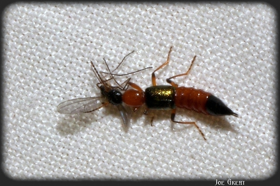 Paederus