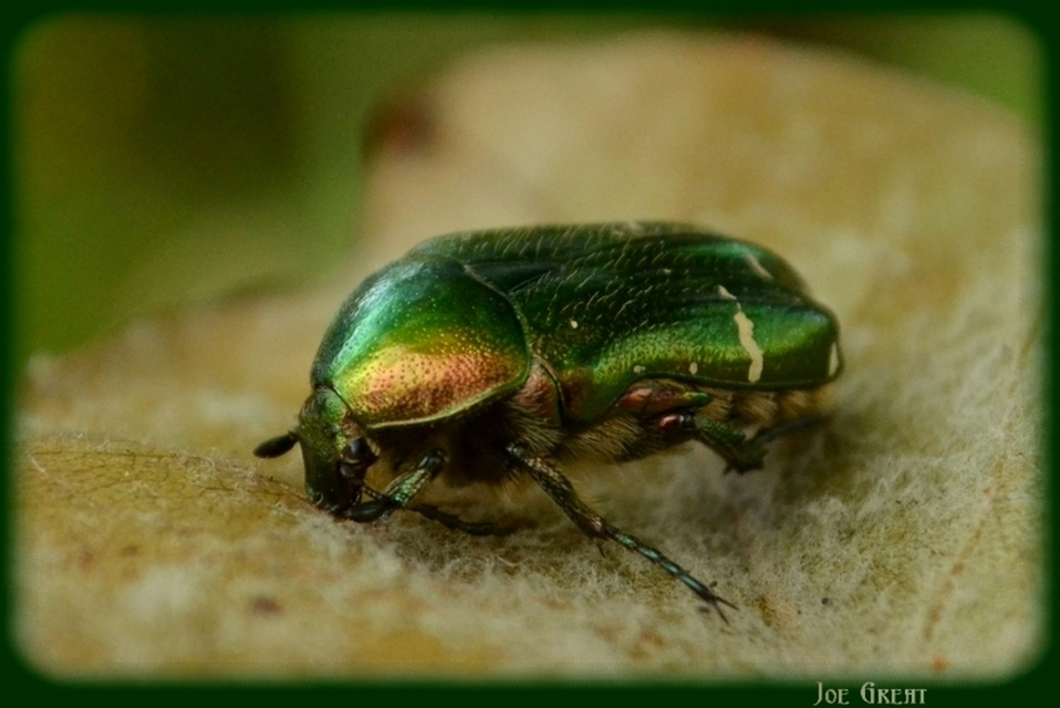 Cetonia aurata - aranyos virágbogár