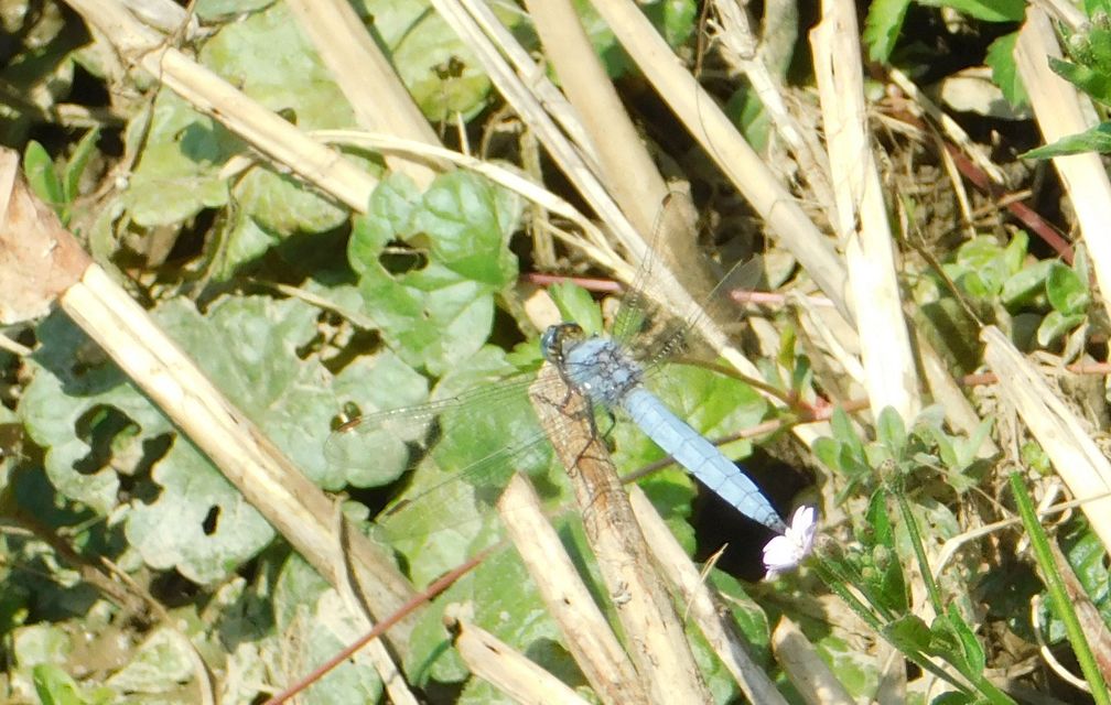 Orthetrum brunneum - pataki pásztorszitakötő