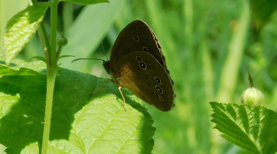 Aphantopus hyperanthus - közönséges ökörszemlepke