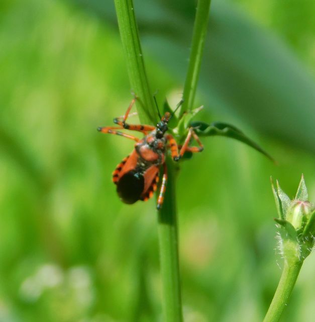Rhynocoris iracundus - közönséges gyilkospoloska