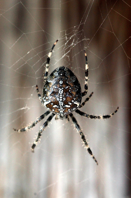 Araneus diadematus - koronás keresztespók