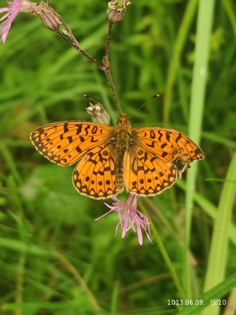 Boloria selene - fakó gyöngyházlepke