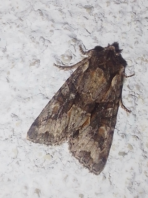 Dichonia convergens - őszi tölgybagoly