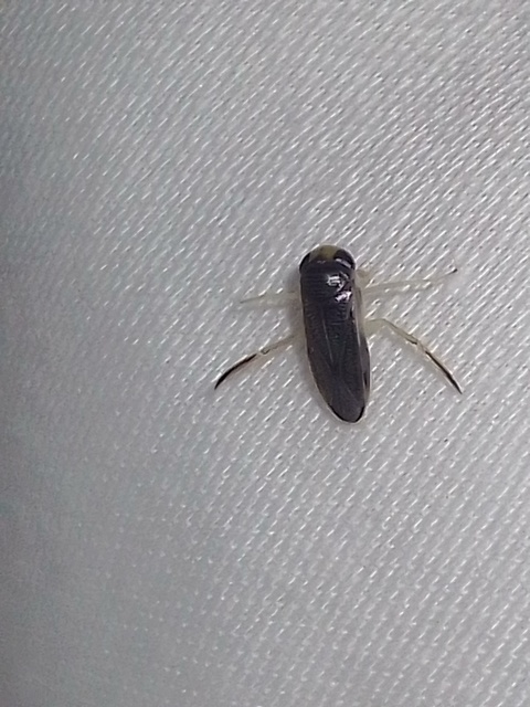 Corixidae - búvárpoloskák Corixidae - búvárpoloskák