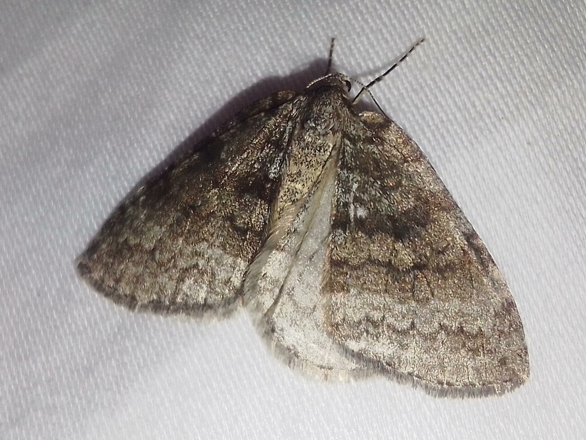 Epirrita christyi/dilutata