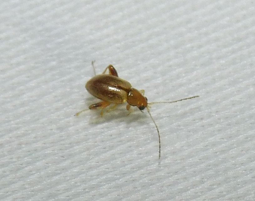 Longitarsus