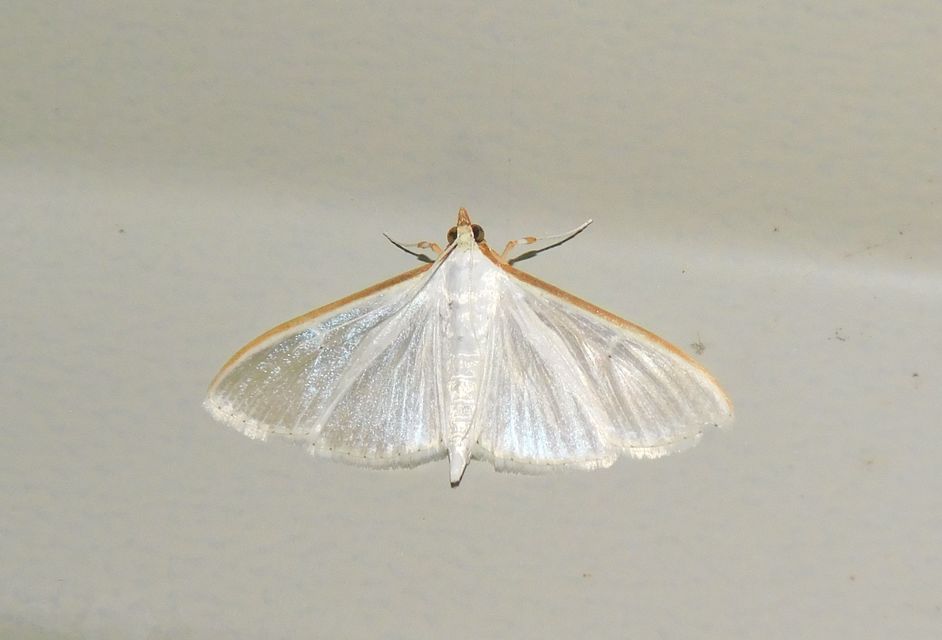 Palpita vitrealis - hófehér tűzmoly