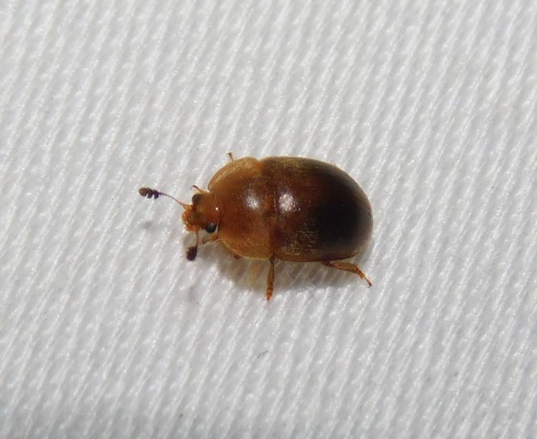 Cychramus luteus - sárga fénybogár Cychramus luteus - sárga fénybogár