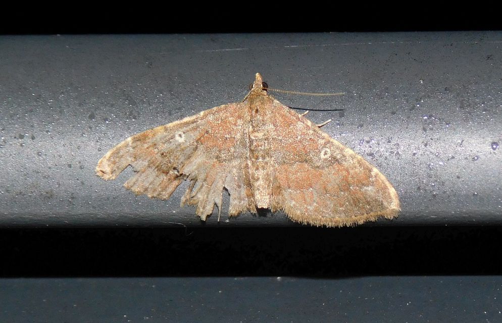 Orthonama obstipata - vándoraraszoló