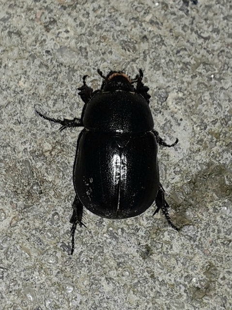 Pentodon idiota - butabogár