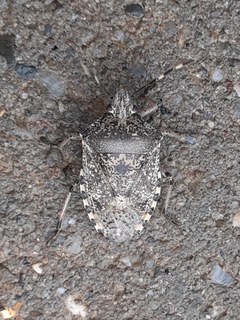 Rhaphigaster nebulosa - bencepoloska