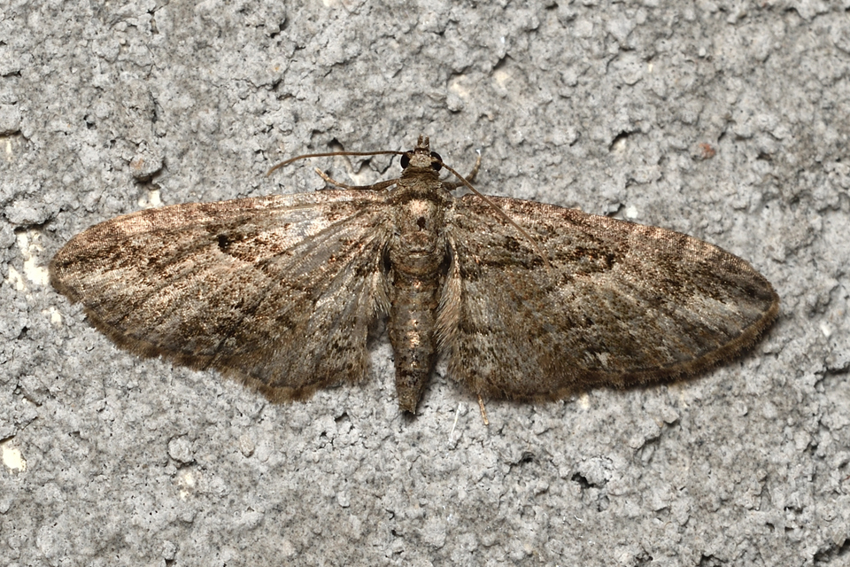 Eupithecia ericeata - feketefenyő-törpearaszoló