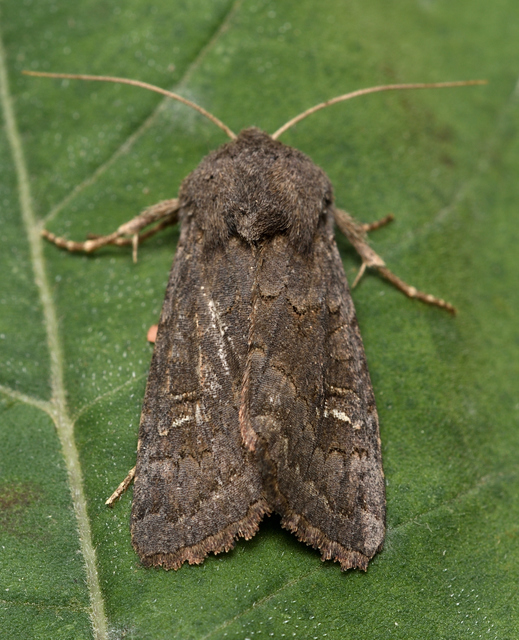 Aporophyla lutulenta - sziki őszibagoly