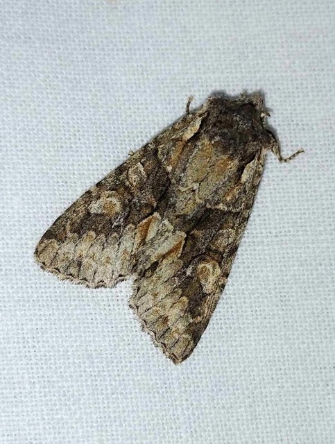Dichonia convergens - őszi tölgybagoly
