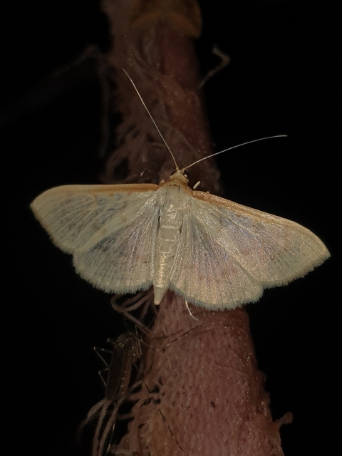 Hodebertia testalis - selyemkóró-tűzmoly