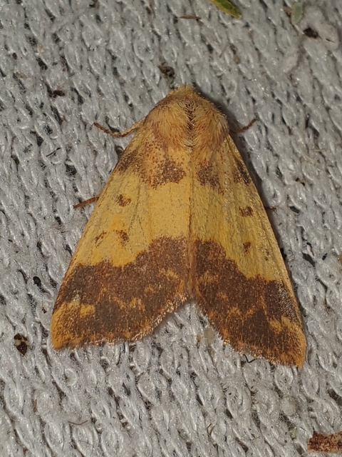 Tiliacea aurago - aranyló sárgabagoly