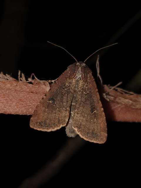 Peridroma saucia - vándor földibagoly