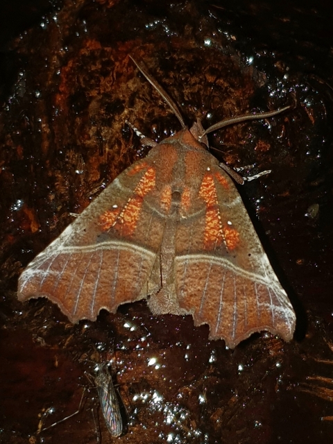 Scoliopteryx libatrix - vörös csipkésbagoly