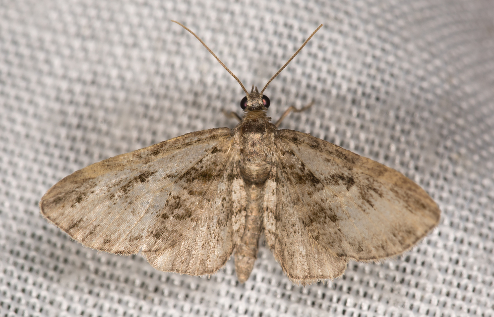 Eupithecia ericeata - feketefenyő-törpearaszoló
