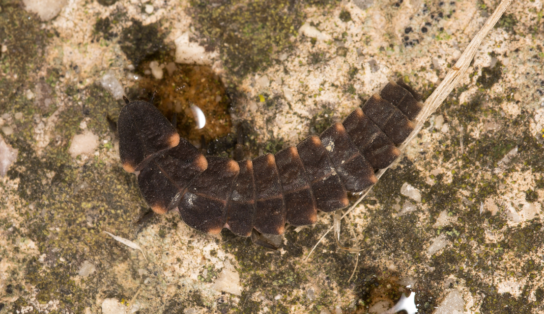 Lampyris noctiluca - nagy szentjánosbogár