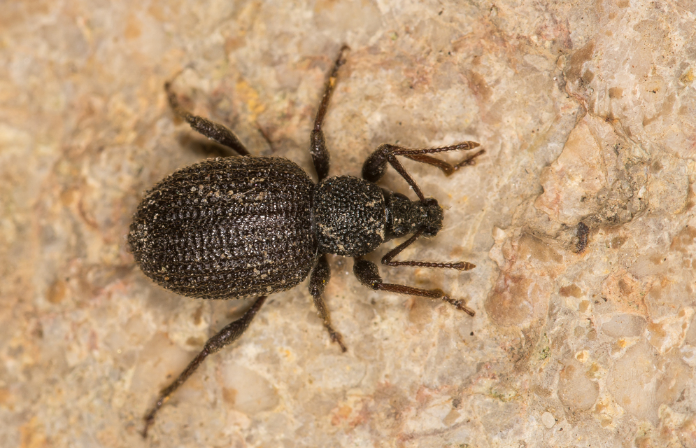 Otiorhynchus rugosostriatus - szamóca-gyalogormányos
