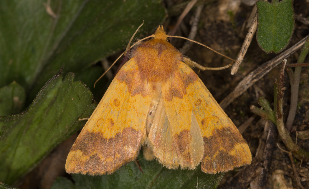 Tiliacea aurago - aranyló sárgabagoly