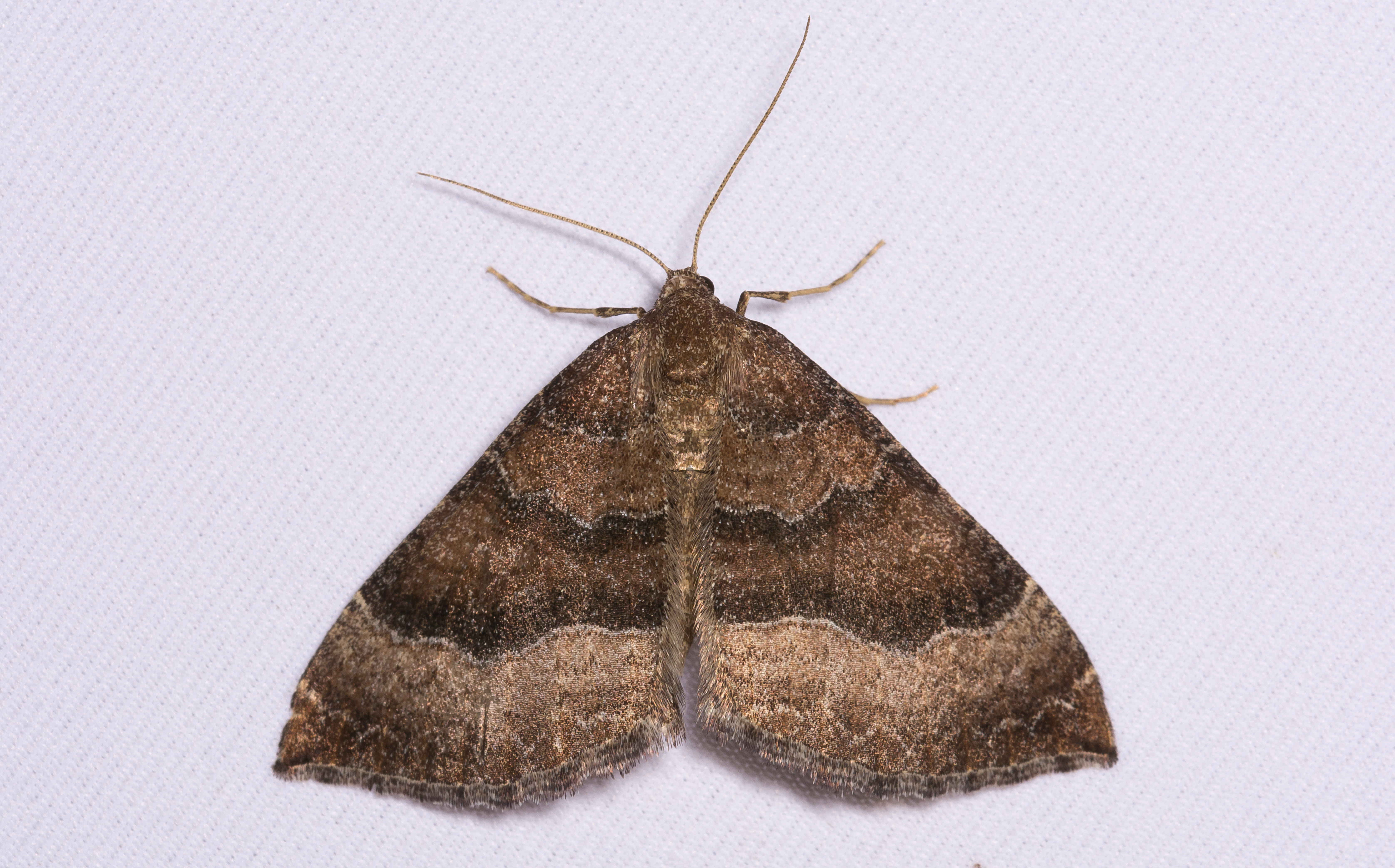 Larentia clavaria - nagy mályvaaraszoló