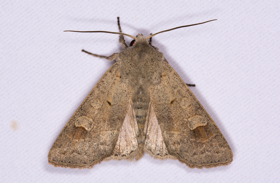 Ammoconia caecimacula - szürke őszibagoly