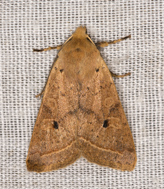 Leptologia macilenta - gyertyán-őszibagoly