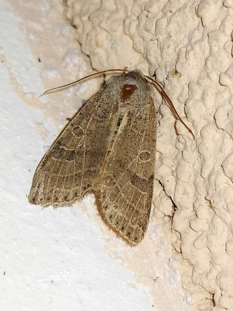 Anchoscelis humilis - olajbarna őszibagoly