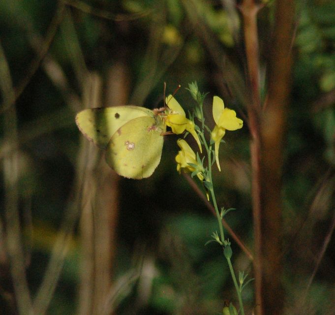 Colias alfacariensis - déli kéneslepke