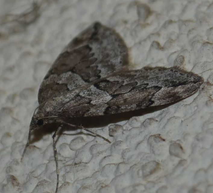 Thera juniperata - boróka-araszoló