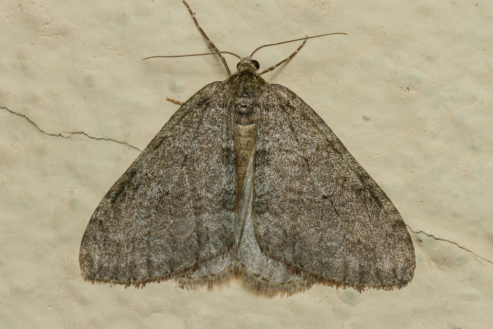 Epirrita christyi/dilutata