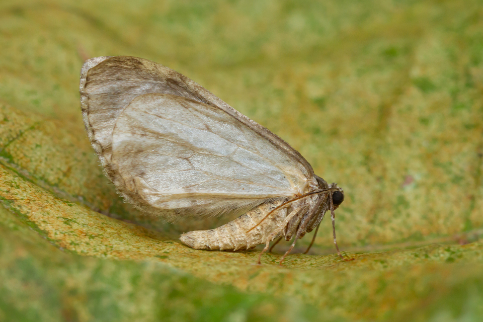 Epirrita christyi/dilutata