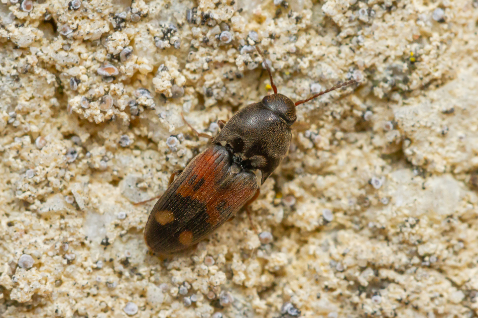 Drasterius bimaculatus - változékony pattanó