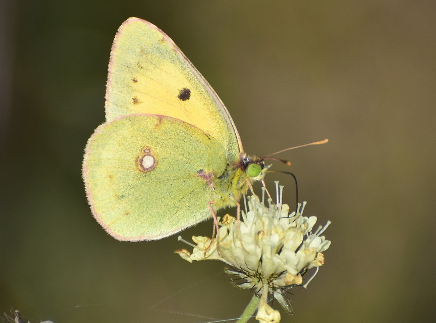 Colias erate - csángó-kéneslepke