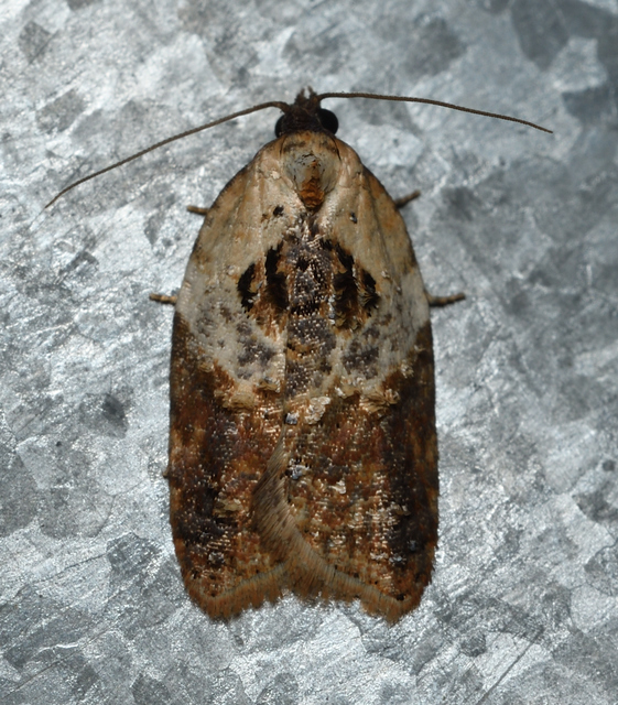 Acleris variegana - tarka levélmoly