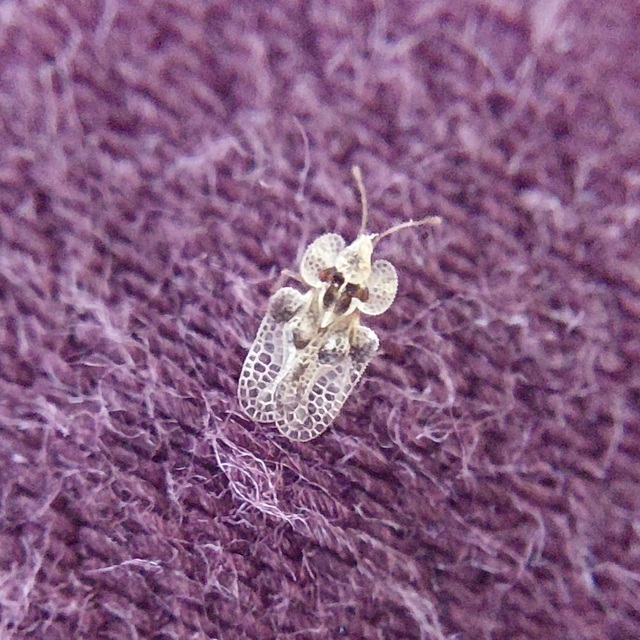 Corythucha arcuata - tölgy-csipkéspoloska