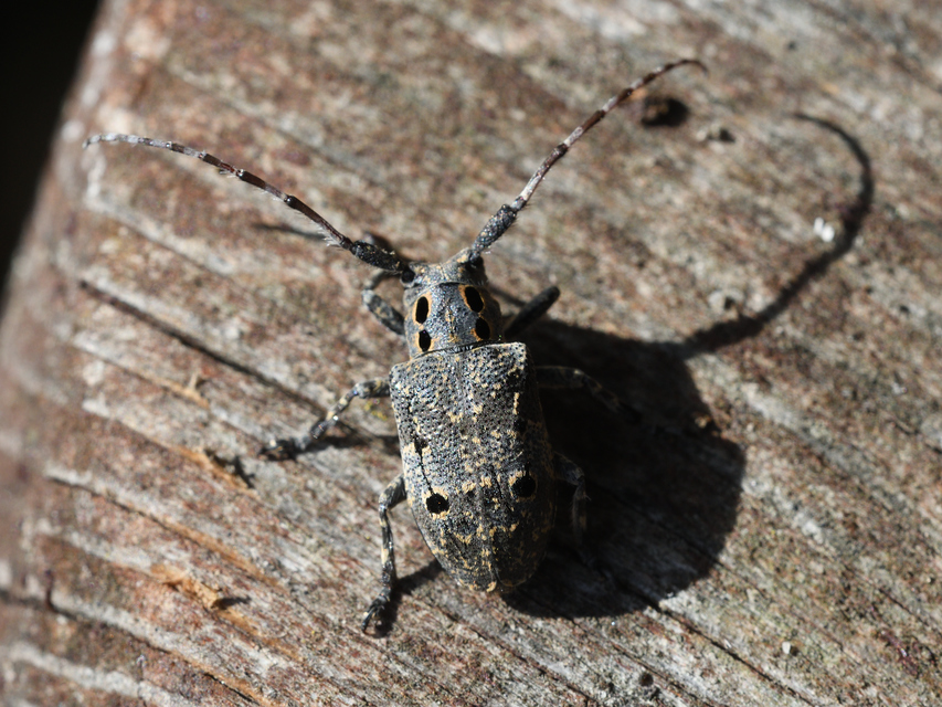 Mesosa curculionoides - szemfoltos cincér Mesosa curculionoides - szemfoltos cincér