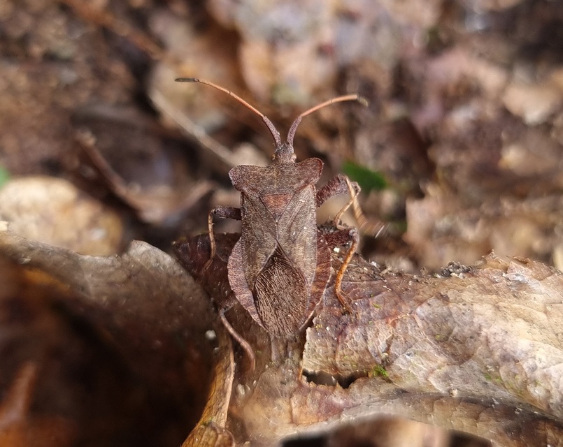 Coreus marginatus - közönséges karimáspoloska