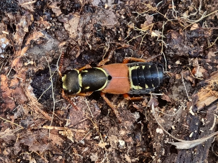 Staphylinus caesareus - aranysujtásos holyva