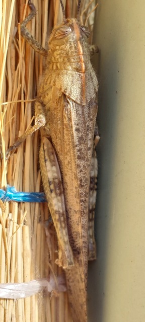 Anacridium aegyptium - egyiptomi sáska