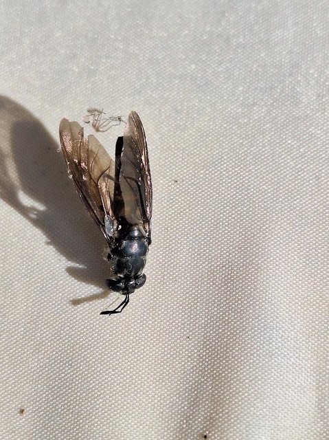 Hermetia illucens