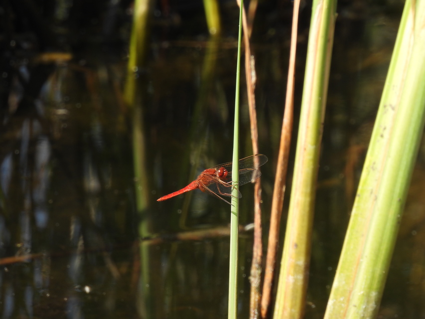 Crocothemis erythraea - skarlát szitakötő